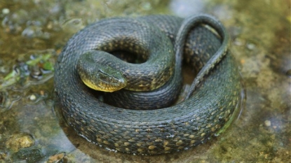 Water snake reproduces without male companion for second time in southeast