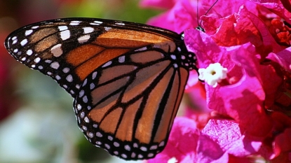 Monarch butterflies invade Mexico