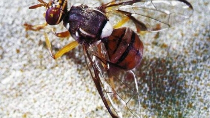 Florida fruits quarantined after fruit fly invasion