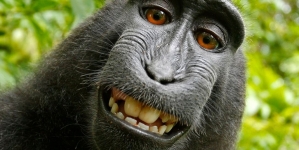 Selfie Taken By Monkey Is Subject Of PETA Copyright Suit