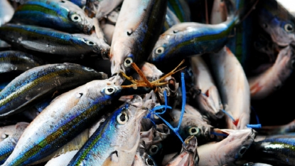 Ocean garbage found in fish for sale in California