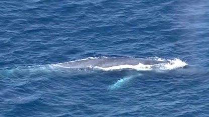 Officials looking for entangled blue whale off California coast