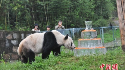 Oldest-Known Panda, Pan Pan, Hits 30