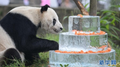 Oldest male panda celebrates 30th birthday