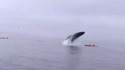 Kayakers get up close and personal with a humpback whale