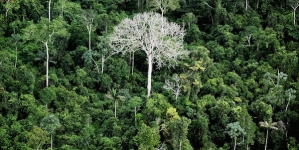 Oldest Evidence of Decapitation found in Lapa do Santo Site in Brazil