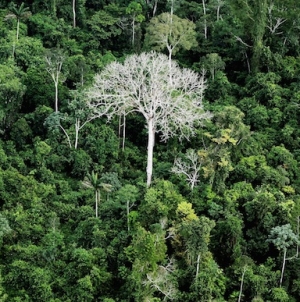 Oldest Evidence of Decapitation found in Lapa do Santo Site in Brazil