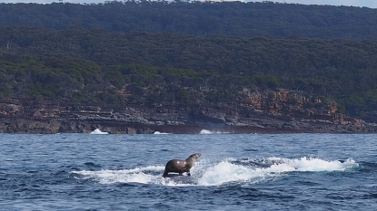 This Seal Used a Humpback Whale as Its Own Personal Surfboard