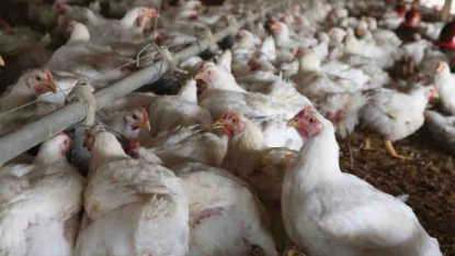 Sanderson Farms recalls poultry products