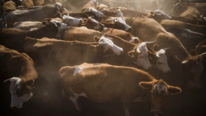 Cattle Virus Linked To Increased Risk Of Breast Cancer In Women