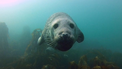 Photo captures seal hitching ride on whale