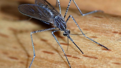 Four dead birds test positive for West Nile Virus in Michigan