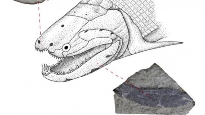 Enamel that covers your teeth originated in scales of ancient fish