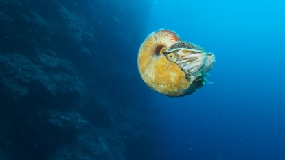 Rare Nautilus Spotted in South Pacific