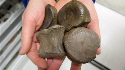 Researchers say new dinosaur found in northern Alaska