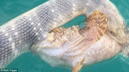 Fish and snake caught mid-battle by Australian fisherman