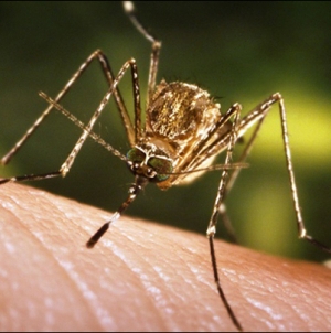 Rogers County Resident Latest West Nile Virus Death