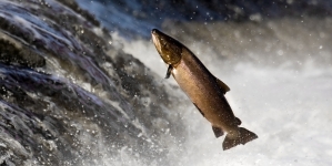 Researchers find Evidence that Ice Age Humans started to Consumed Salmon over