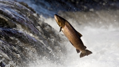 Researchers find Evidence that Ice Age Humans started to Consumed Salmon over