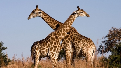 Science Says This Is the Sound Giraffes Make