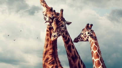 Giraffes Produce Humming Sounds Only at Night, Says Researchers