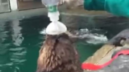 Seattle Aquarium trains otter to use inhaler for asthma