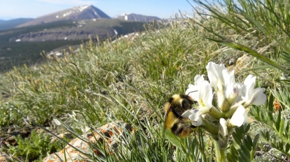 Shrinkage in Tongue Size of Bumblebees as Compared to Past 40 Years