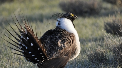 Sage-Grouse Will Face disgusting Decline If Wildfires Are not Stopped