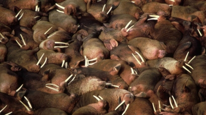 Walruses Hauled Out on Alaskan Beach, Beheaded With Missing Tusks