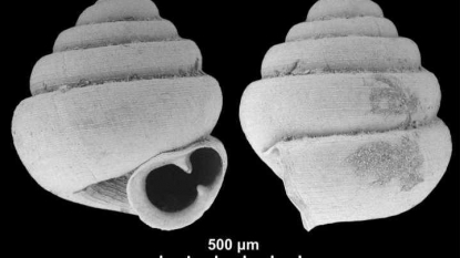 World’s tiniest land snail can fit inside the eye of a NEEDLE