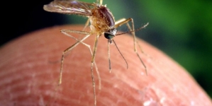 3rd Idaho person infected with West Nile virus