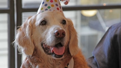 9/11 rescue dog Bretagne celebrates birthday in style