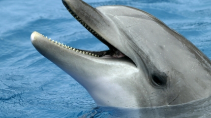 Watch how this adorable dolphin saves an iPhone