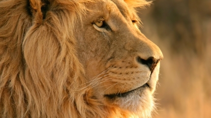 ​African lion populations could be cut in half by 2035