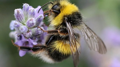 Buzzing bees can’t resist caffeinated nectar