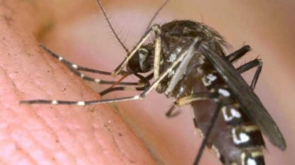 3 new cases of West Nile virus reported in Suffolk County