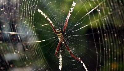 Bad … This spider’s scratching noises caused a woman’s to think she was