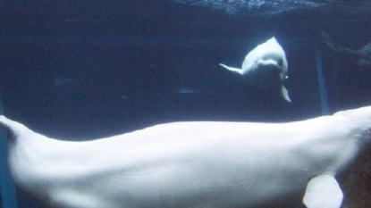 Beluga whale dies suddenly at Georgia Aquarium