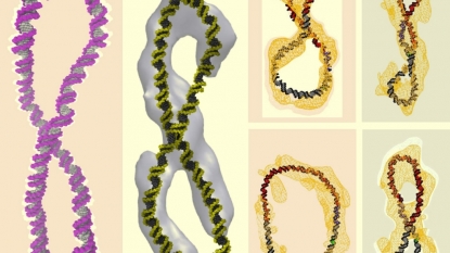 Beyond the Helix: ‘Supercoiled’ DNA Twists into insane Shapes