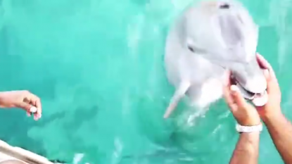 Woman ‘captures moment dolphin recovers her mobile phone from Atlantic Ocean’