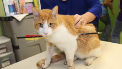 Cat found with arrow through its chest in Eaton County