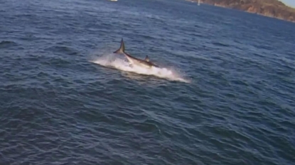 Cluster of great whites seen off USA coast