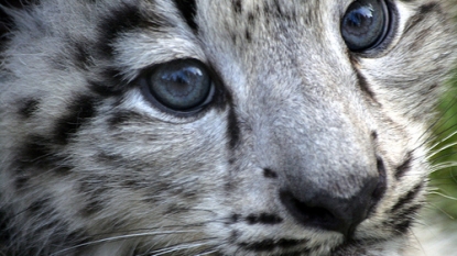 Climate change threatens Snow Leopard