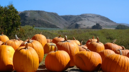 Start Stocking Up! There Could Be a Canned-Pumpkin Shortage This Fall