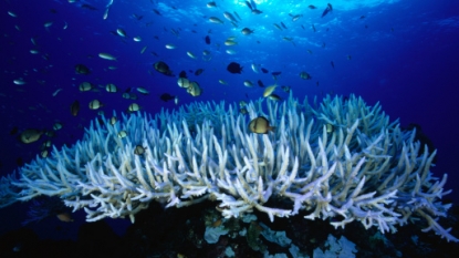 NOAA declares global event putting coral reefs in jeopardy