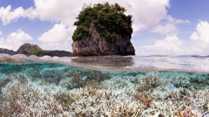 Coral bleaching taking place at unprecedented level