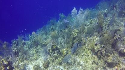 Coral bleaching event goes global