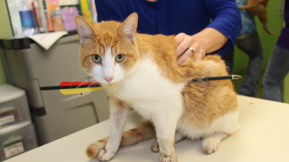 Cat survives being shot by arrow