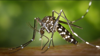 Dengue fever hatched locally