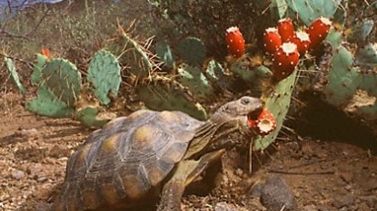 Desert tortoise no longer candidate for federal protection